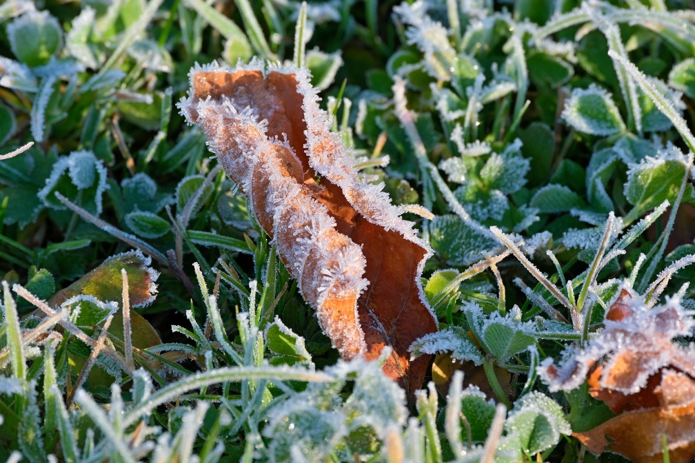 Frost-20211106-01.JPG