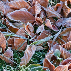 Frost-Blaetter-20211106-01