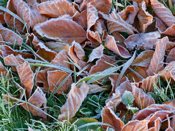 Frost-Blaetter-20211106-01