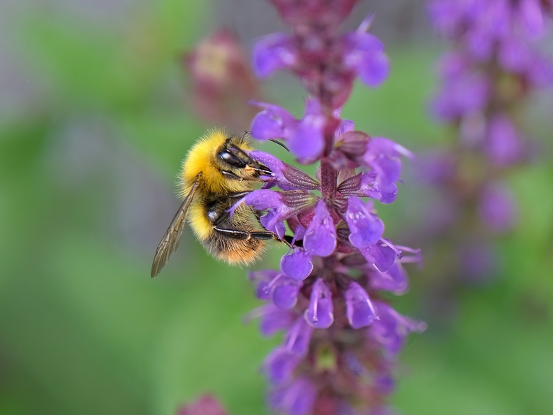 Hummel-20210626-01