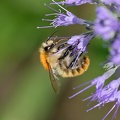 Hummel-20210911-01