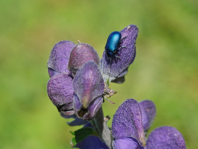 Himmelblauer-Blattkaefer-20230810-01