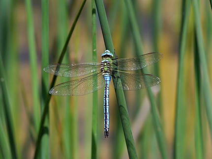 Libelle-20070617-01