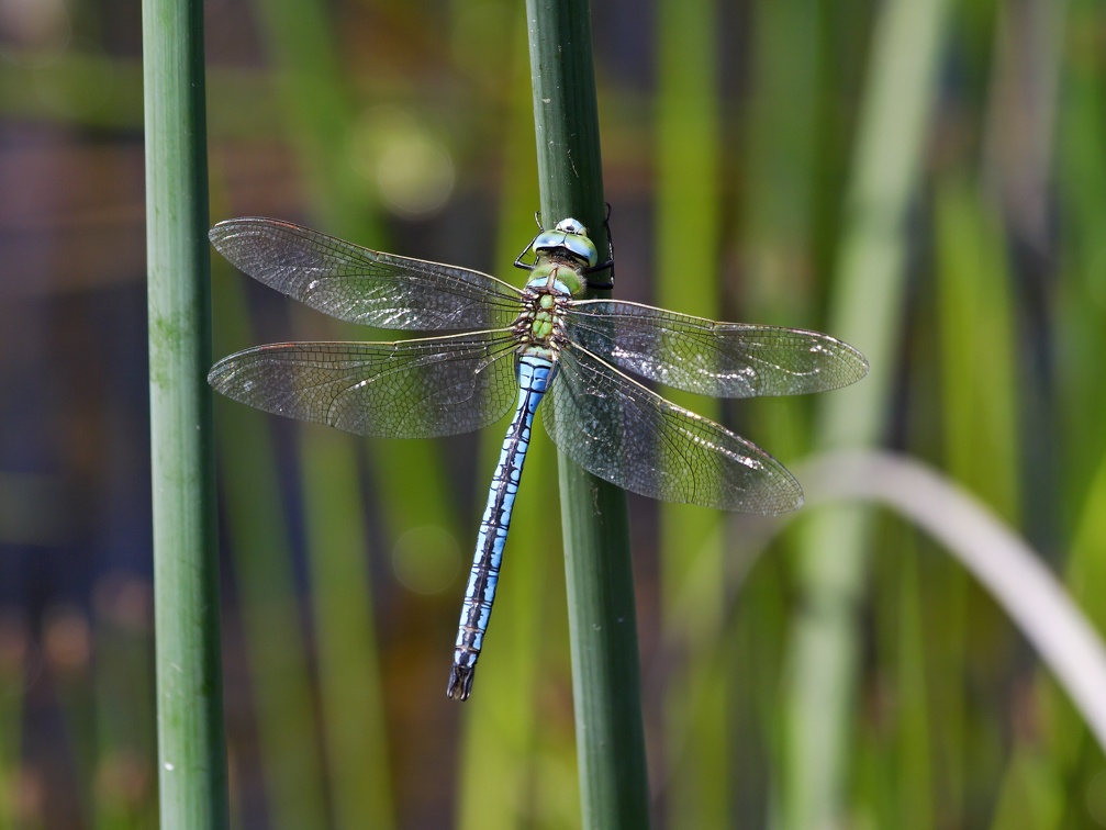 Libelle-20070617-02