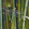 Libelle-20070617-02