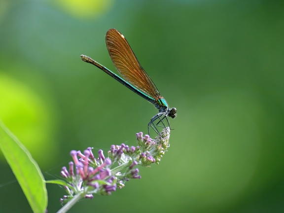 Libelle-20210718-01