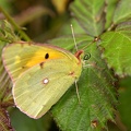 Schmetterling-20070909-01