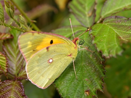 Schmetterling-20070909-01