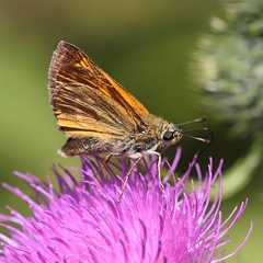 Schmetterling-20090726-01