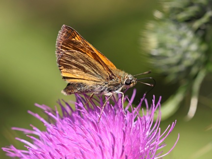 Schmetterling-20090726-01