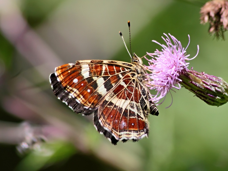 Schmetterling-20090726-02