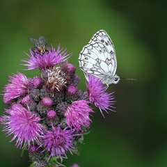 Schmetterling-20210802-01