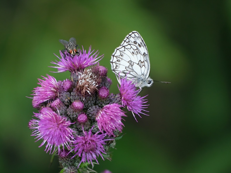 Schmetterling-20210802-01