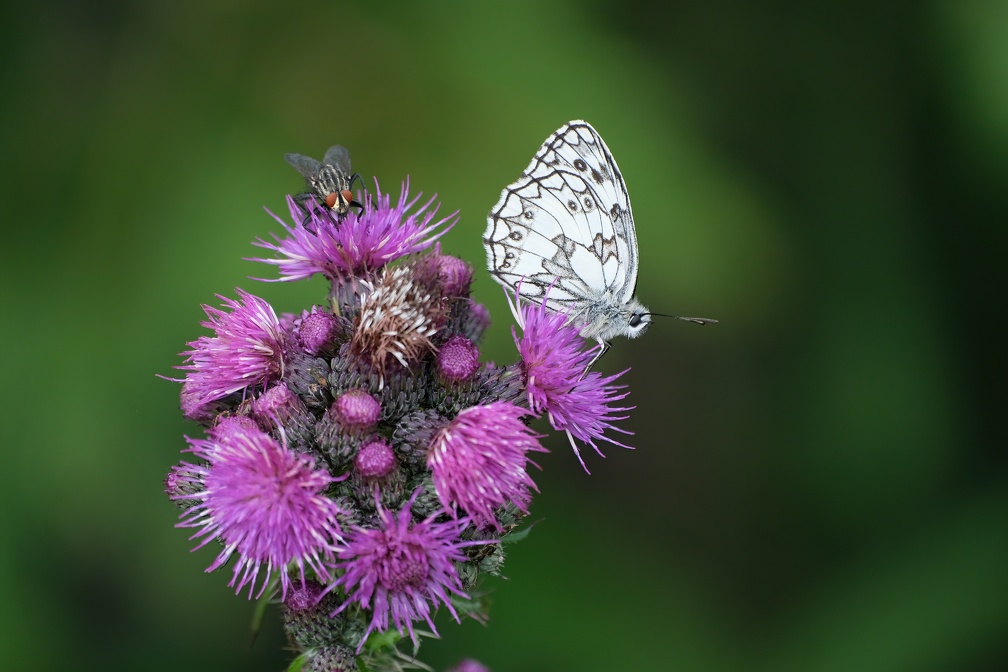 Schmetterling-20210802-01.JPG