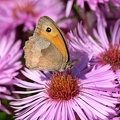 Schmetterling-20211001-01