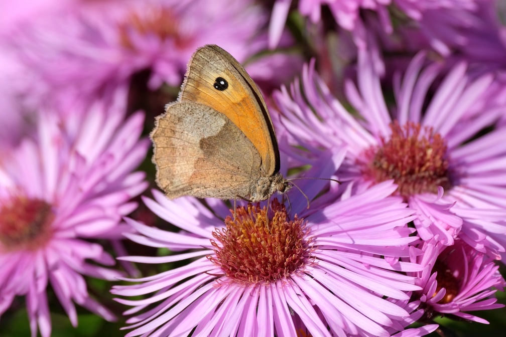 Schmetterling-20211001-01.JPG