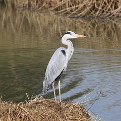 Graureiher-20120323-01