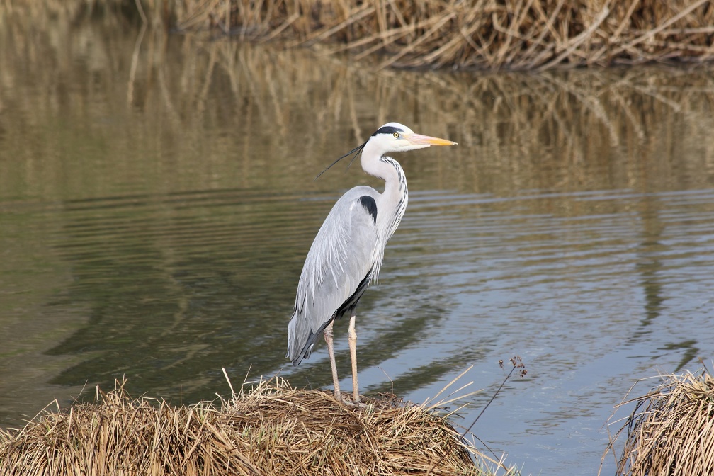 Graureiher-20120323-01.JPG