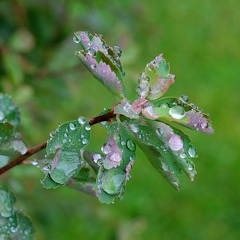 Wassertropfen-20211004-01