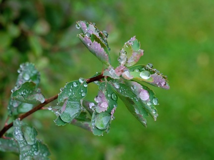 Wassertropfen-20211004-01